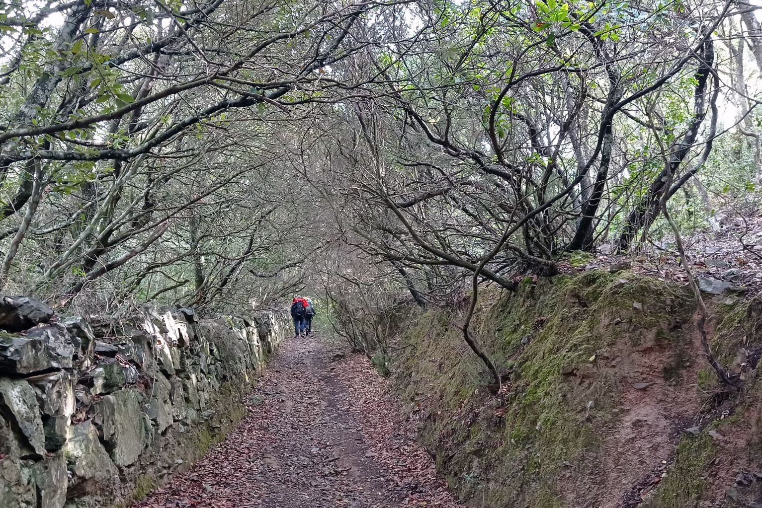 foresta demaniale monte arrubiu